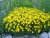 Coreopsis verticillata Zagreb, Höstöga, P9cm