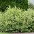 Cornus alba Gouchaultii, Kornell