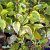 Cornus alba Gouchaultii, Kornell, 50-60 C3