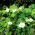 Cornus canadensis, Amerikanskt Hönsbär, P9cm