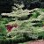 Cornus controversa Variegata, Pagodkornell