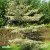 Cornus controversa Variegata, Pagodkornell, 60-80 C7,5