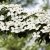 Cornus kousa China Girl, Kinesisk Blomsterkornell, 80-100 C
