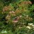 Cornus kousa Satomi, Koreansk Blomsterkornell, 80-100 C