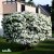 Cornus kousa China Girl, Kinesisk Blomsterkornell, 80-100 C