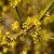 Cornus mas Aurea Elegantissima, Körsbärskornell, 40-60 C