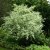 Cornus mas Variegata, Körsbärskornell, 50-60 C5