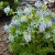 Corydalis Craigton Blue, Nunneört, P9cm
