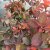 Cotinus coggygria Red Spirit ®, Perukbuske, 25-30 C2