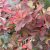 Cotinus coggygria Red Spirit ®, Perukbuske, 25-30 C2