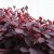 Cotinus coggygria Royal Purple, Perukbuske, 30-40 C3
