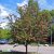 Crataegus x media Paul´s Scarlet, Rosenhagtorn, 8/10 stam C25