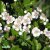 Crataegus monogyna, Trubbhagtorn 10-pack, 50-80 barrot