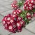 Crataegus x media Crimson Cloud