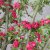 Crataegus x media Paul´s Scarlet, Rosenhagtorn, 8/10 stam C25