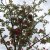 Crataegus x media Paul´s Scarlet, Rosenhagtorn, 8/10 stam C25