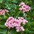 Crataegus x mordenensis Toba, Pärlhagtorn, busk co