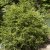 Cryptomeria japonica Spiralis, Kryptomeria