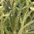 Cryptomeria japonica Spiralis