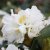 Rhododendron cauca. Cunningham´s White, Parkrododendron, 40-50 C5