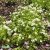 Cymbalaria muralis Alba, Murreva, C11cm