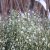 Cytisus x praecox Albus, Vårginst, 25-30 C2