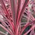 Cordyline/Syddracena Charlie Boy