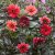 Dahlia, Sommar-,Bishop´s Children