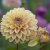 Dahlia Dekorativ Dusty Beauty 1st
