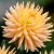 Dahlia Kaktus Henriette 1st