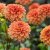Dahlia Dekorativ Iced Tea 1st