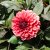 Dahlia Dekorativ Orient Express 1st