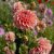 Dahlia Dekorativ Romance 1st