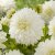 Dahlia Dekorativ White Alva 1st