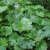 Darmera peltata, Sköldbräcka, SQ1
