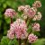 Darmera peltata, Sköldbräcka, SQ1