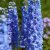 Delphinium elatum New Millenium ™ Blue Lace ®, Trädgårdsriddarsporre