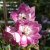 Delphinium elatum Pacific Astolat, Praktriddarsporre, SQ1