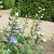 Delphinium elatum Magic Fountains Sky Blue White Bee, Trädgårdsriddarsporre, C13cm