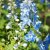 Delphinium elatum Magic Fountains Sky Blue White Bee, Trädgårdsriddarsporre, C13cm