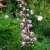 Delphinium elatum Pacific Astolat, Praktriddarsporre, SQ1