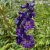 Delphinium elatum Pacific Black Knight, Praktriddarsporre, SQ1