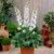 Delphinium elatum Magic Fountains White, Trädgårdsriddarsporre