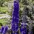 Delphinium elatum Pacific Black Knight, Praktriddarsporre