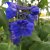 Delphinium Belladonna Bellamosum, Praktriddarsporre