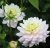 Dahlia Dekorativ Diana's Memory 1st