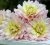 Dahlia Dekorativ Diana's Memory 1st