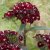 Dianthus barbatus Soothie, Borstnejlika, C11cm