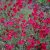 Dianthus deltoides Flashing Light/Leuchtfunk, Backnejlika, C11cm
