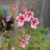 Diascia anastrepta Sani, Nataltvillingsporre, P9cm